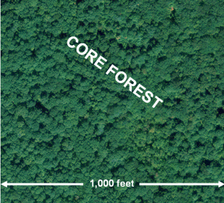 Core Forest example