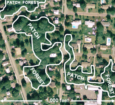 Patch Forest Example