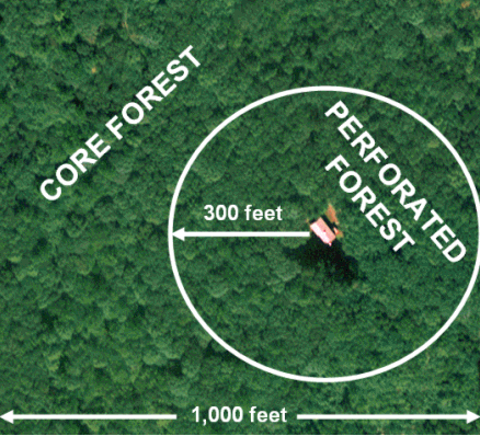 Perforated Forest example